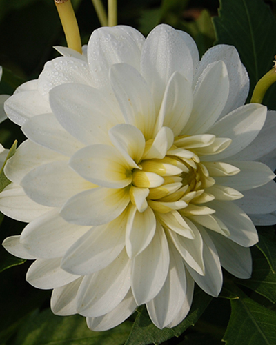 DAHLIA ART FAIR® 10 kusov